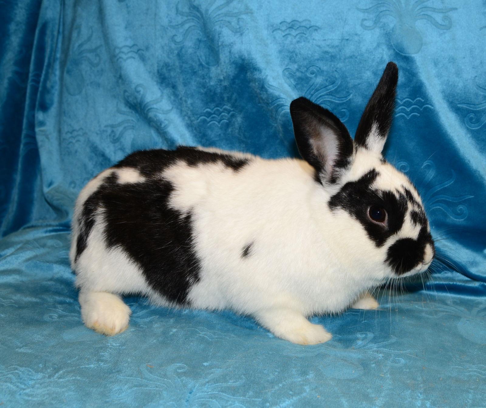 Enlarge Kazoo, a Adoptable English Spot in Chesterfield, MO image 1/3