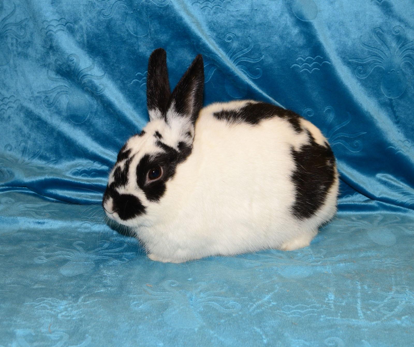 Enlarge Kazoo, a Adoptable English Spot in Chesterfield, MO image 2/3