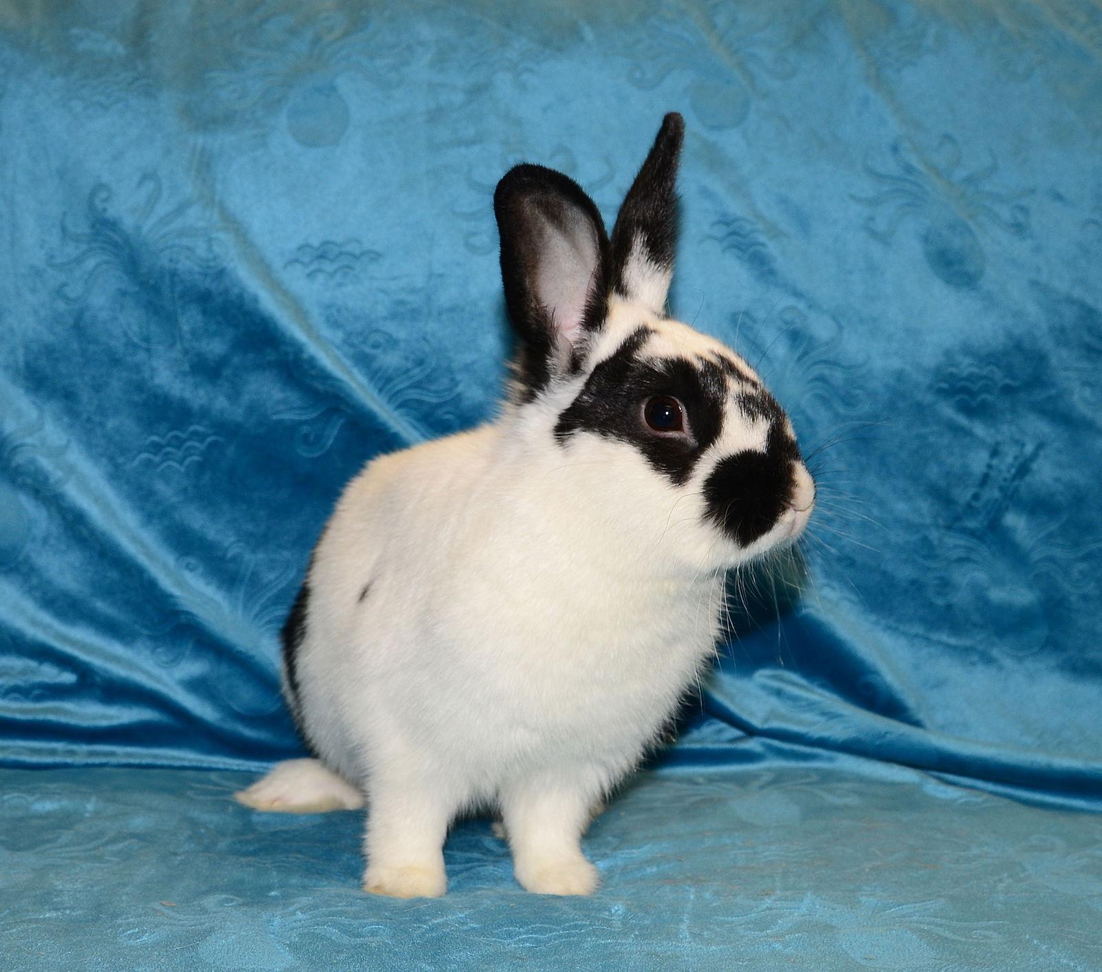 Enlarge Kazoo, a Adoptable English Spot in Chesterfield, MO image 3/3