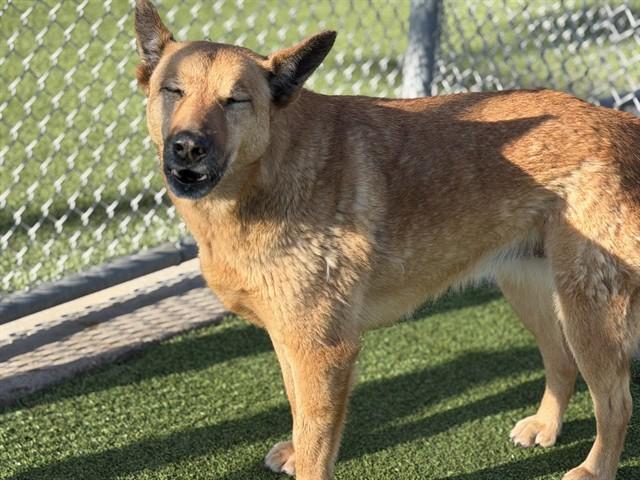 WAFFLES, Adoptable, Adult Female German Shepherd Dog & Mixed Breed.