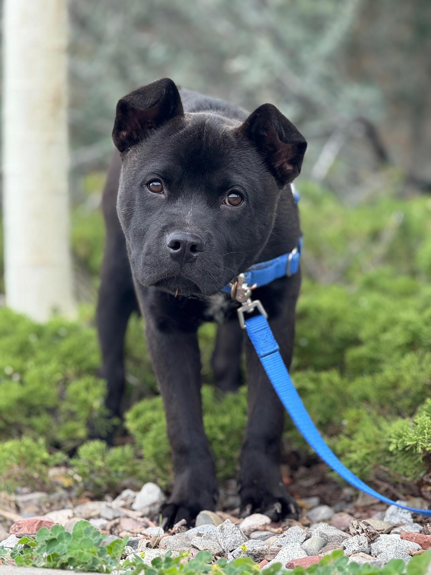 Pinocchio, an adoptable Chow Chow in Eagle, CO, 81631 | Photo Image 1