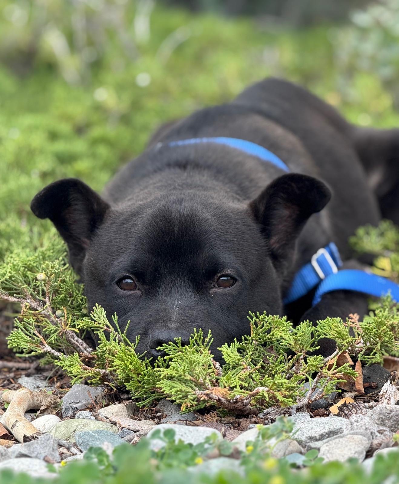 Pinocchio, an adoptable Chow Chow in Eagle, CO, 81631 | Photo Image 4