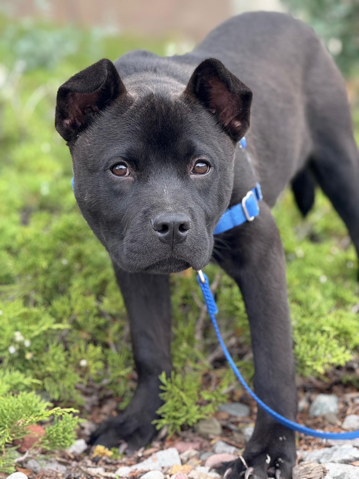 Pinocchio, an adoptable Chow Chow in Eagle, CO, 81631 | Photo Image 5