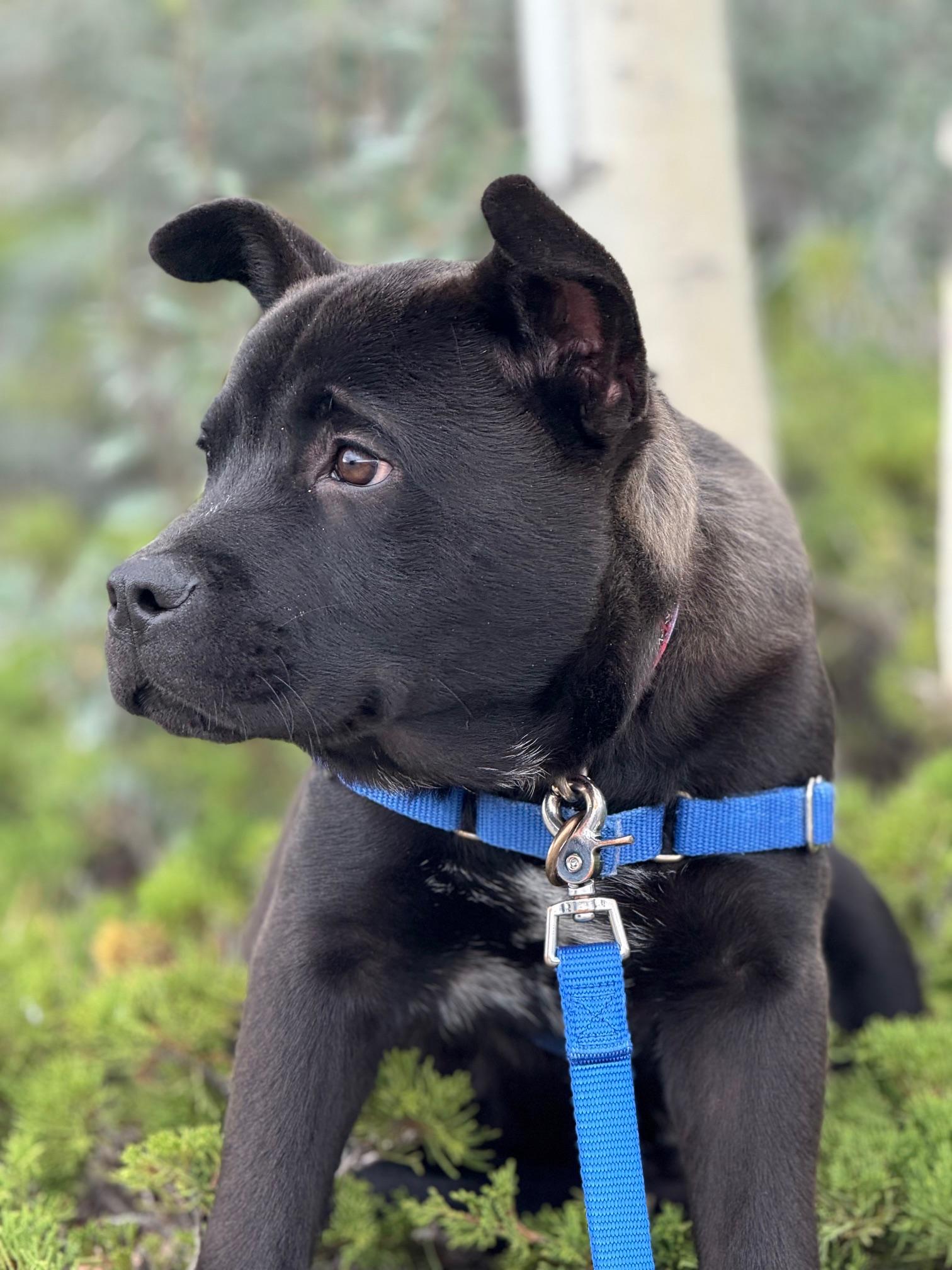 Pinocchio, an adoptable Chow Chow in Eagle, CO, 81631 | Photo Image 3
