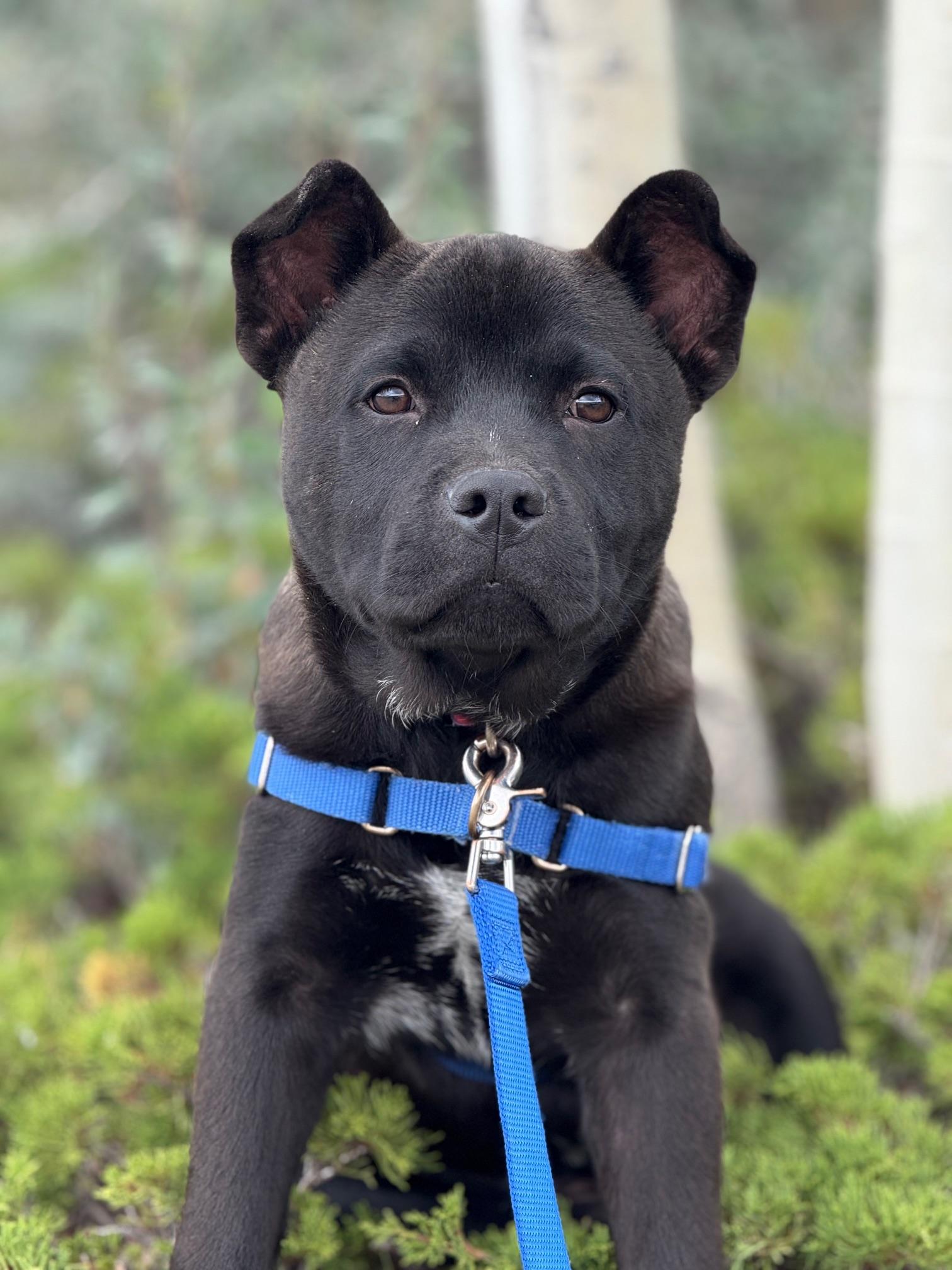 Pinocchio, an adoptable Chow Chow in Eagle, CO, 81631 | Photo Image 2