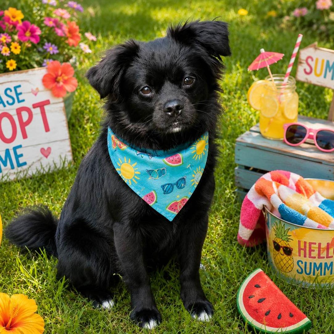 Enlarge ASHER, a Adopted Tibetan Spaniel in Locust Fork, AL image 1/3