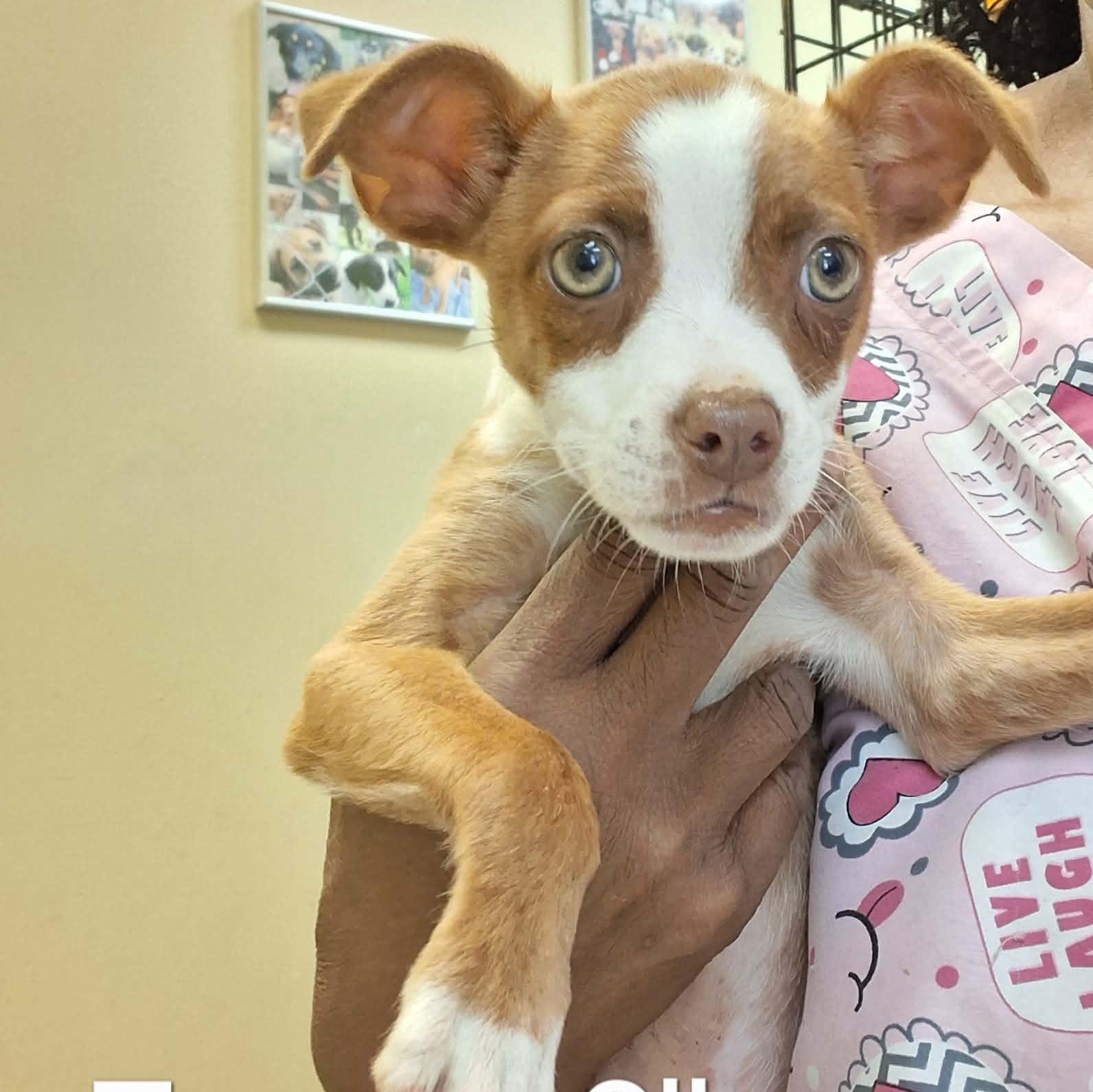 Taco, an adoptable mixed breed in Hooksett, NH image 3/4