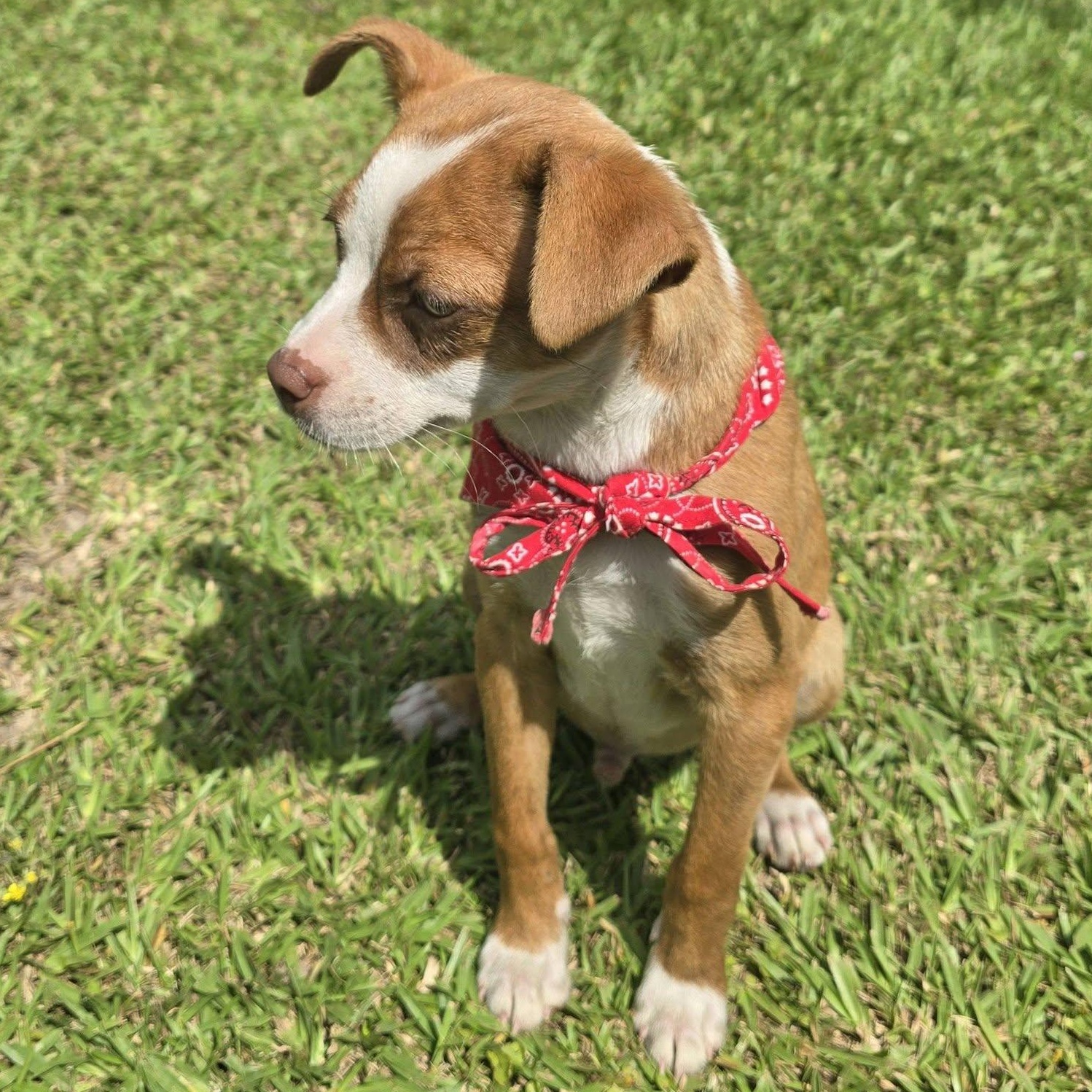 Taco, an adoptable mixed breed in Hooksett, NH image 2/4