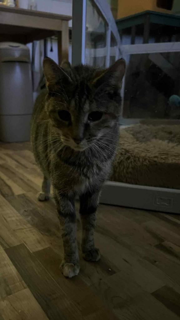 Enlarge Bobbi, a Adoptable mixed breed in Merriam, KS image 1/4