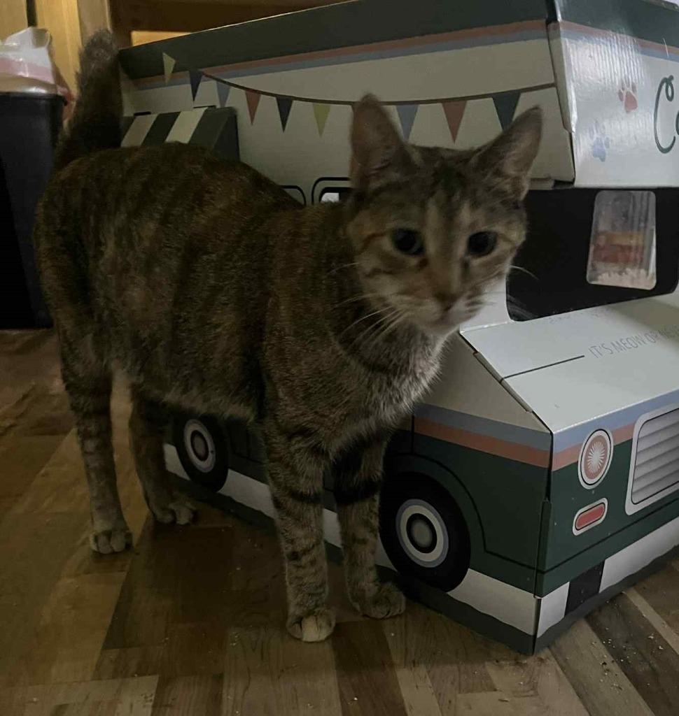 Enlarge Bobbi, a Adoptable mixed breed in Merriam, KS image 2/4