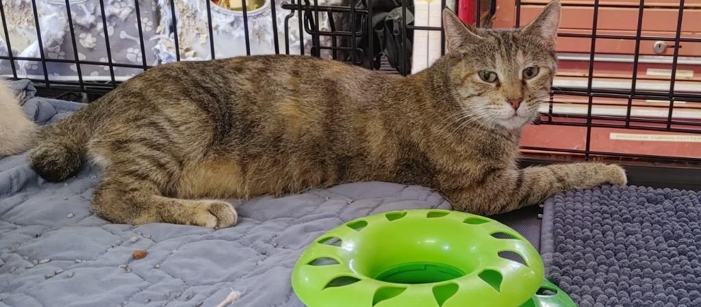 Enlarge Bobbi, a Adopted mixed breed in Shawnee, KS image 1/2