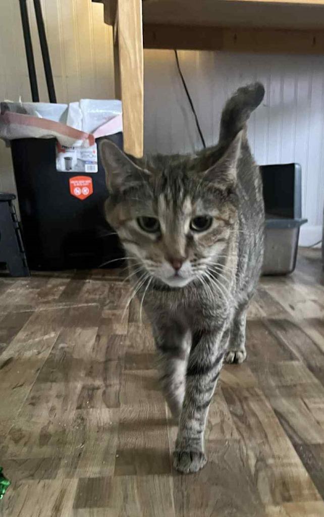 Bobbi, Adoptable, Senior Female Domestic Short Hair.