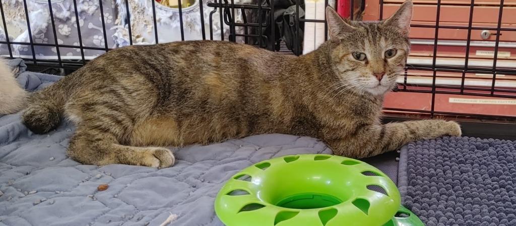 Enlarge Bobbi, a Adoptable mixed breed in Merriam, KS image 4/4