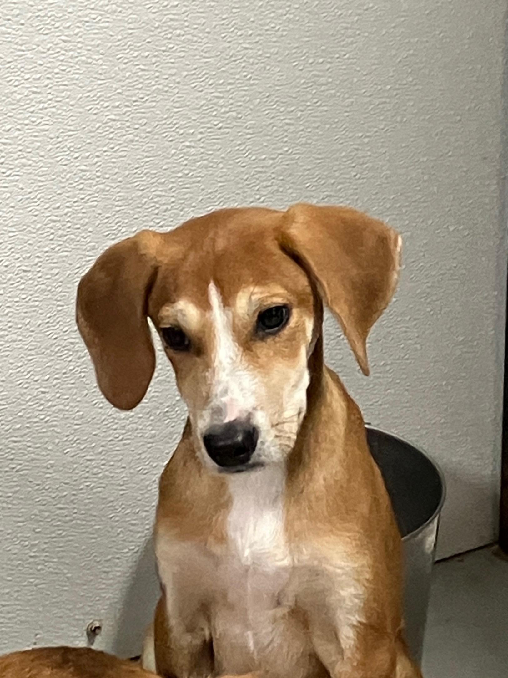 Enlarge Tillie, a ADOPTABLE mixed breed in Hartford, KY image 2/6