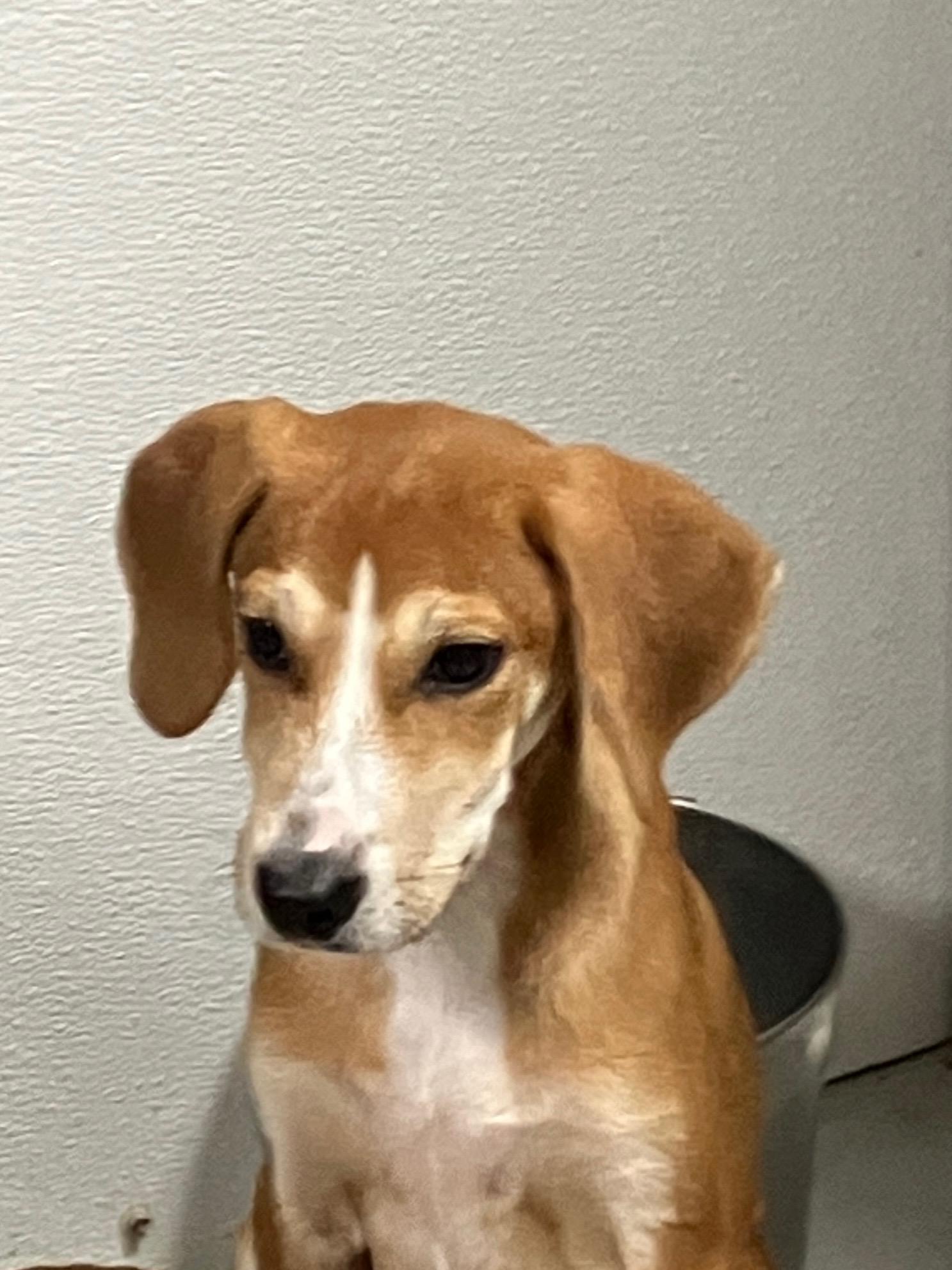 Enlarge Tillie, a ADOPTABLE mixed breed in Hartford, KY image 1/6