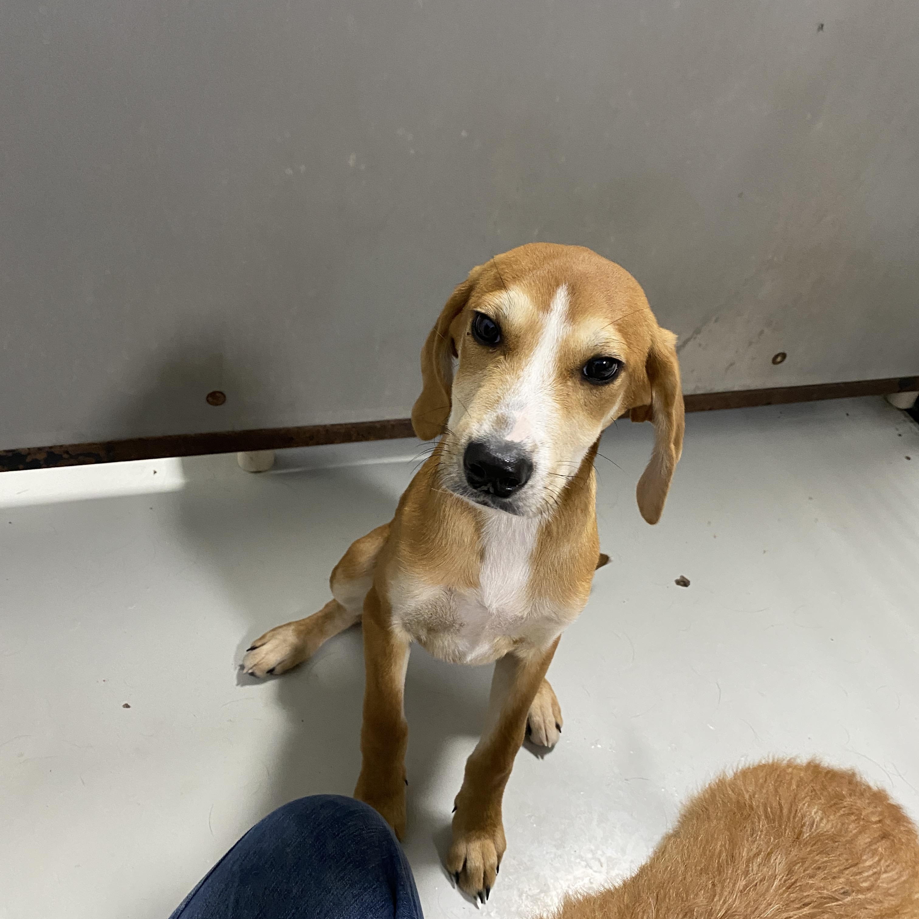 Tillie, a ADOPTABLE mixed breed in Stormville, NY image 4/6