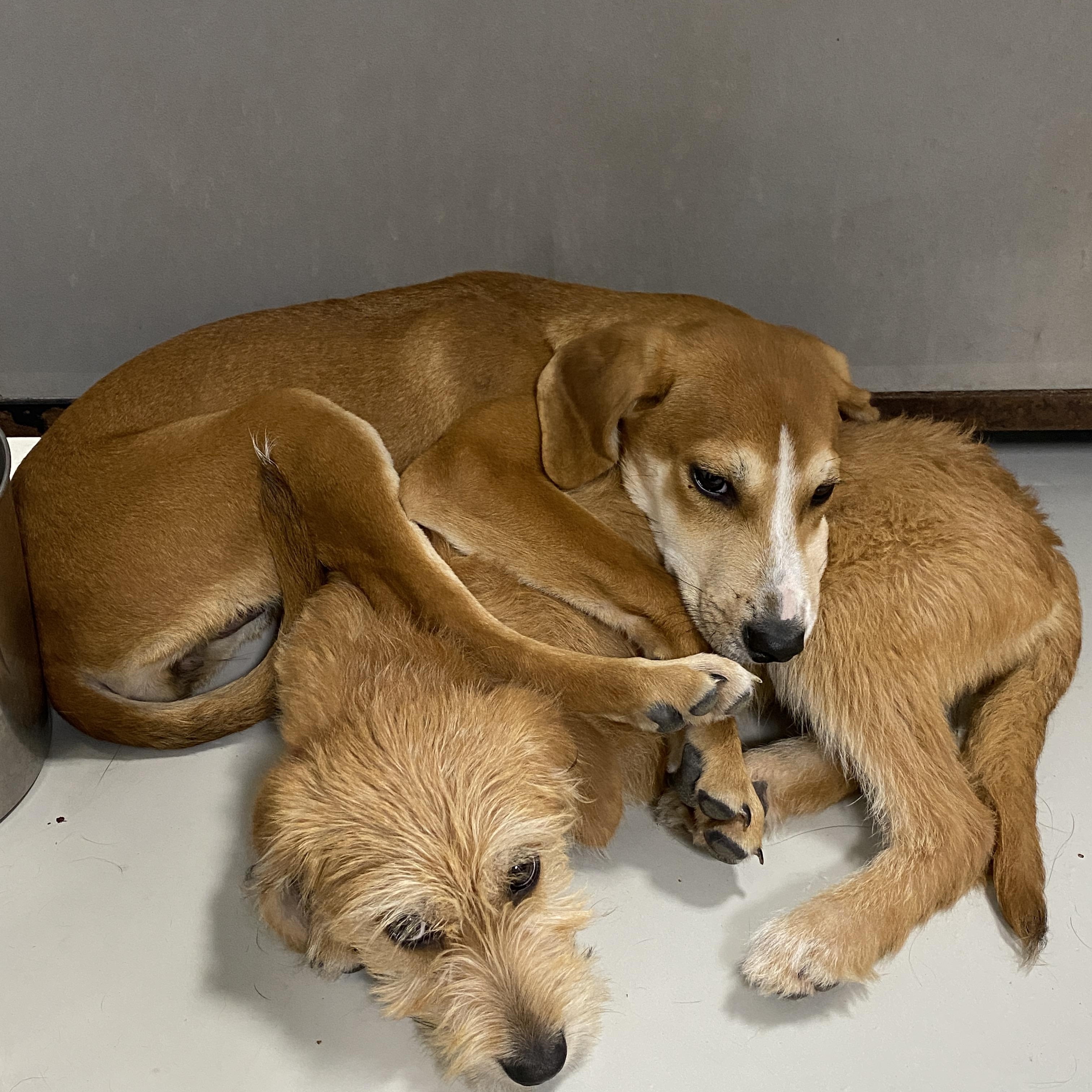 Tillie, a ADOPTABLE mixed breed in Stormville, NY image 2/6