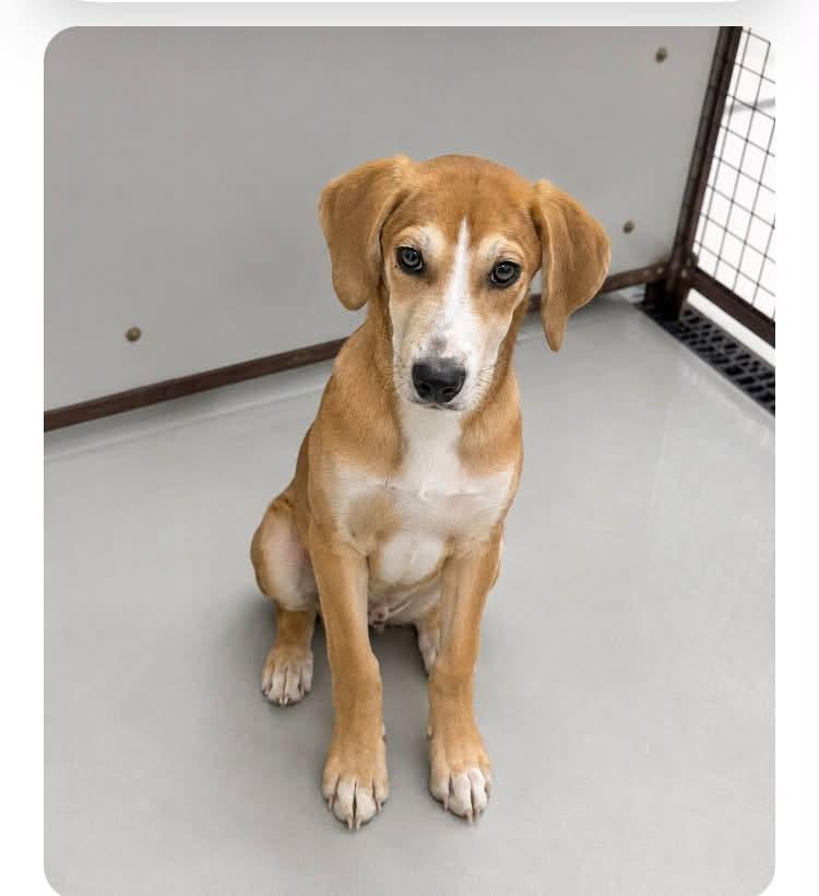 Tillie, ADOPTABLE, Young Female Hound & Wirehaired Terrier.