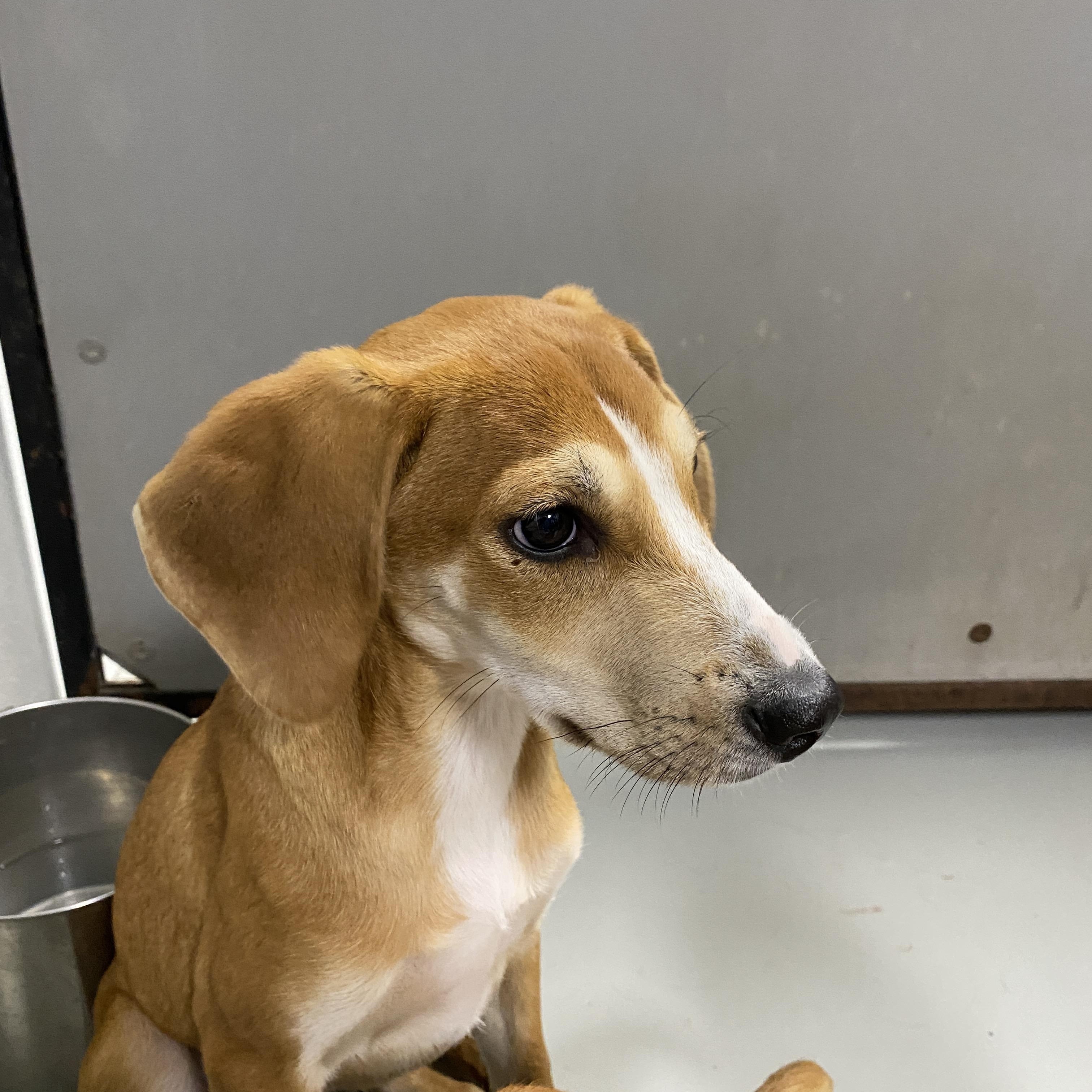 Tillie, a ADOPTABLE mixed breed in Stormville, NY image 6/6