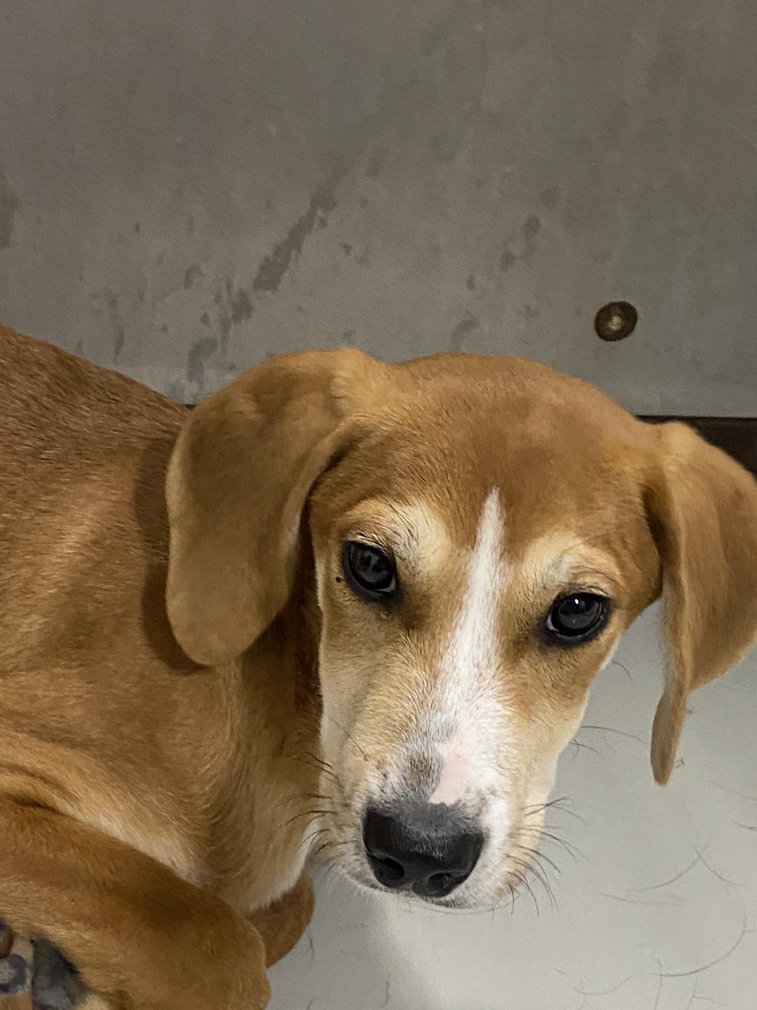 Tillie, ADOPTABLE, Puppy Female Hound & Wirehaired Terrier.