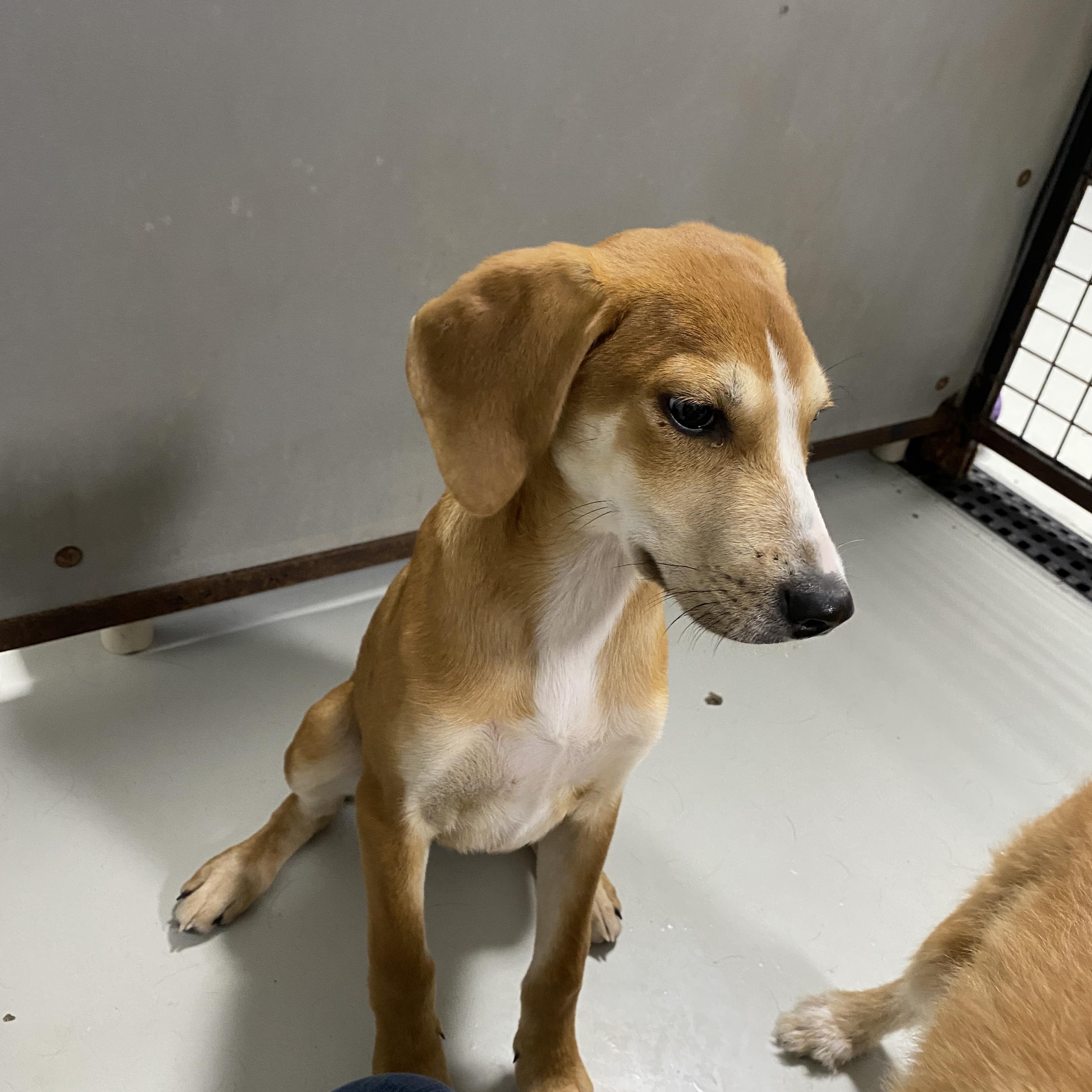 Tillie, a ADOPTABLE mixed breed in Stormville, NY image 3/6