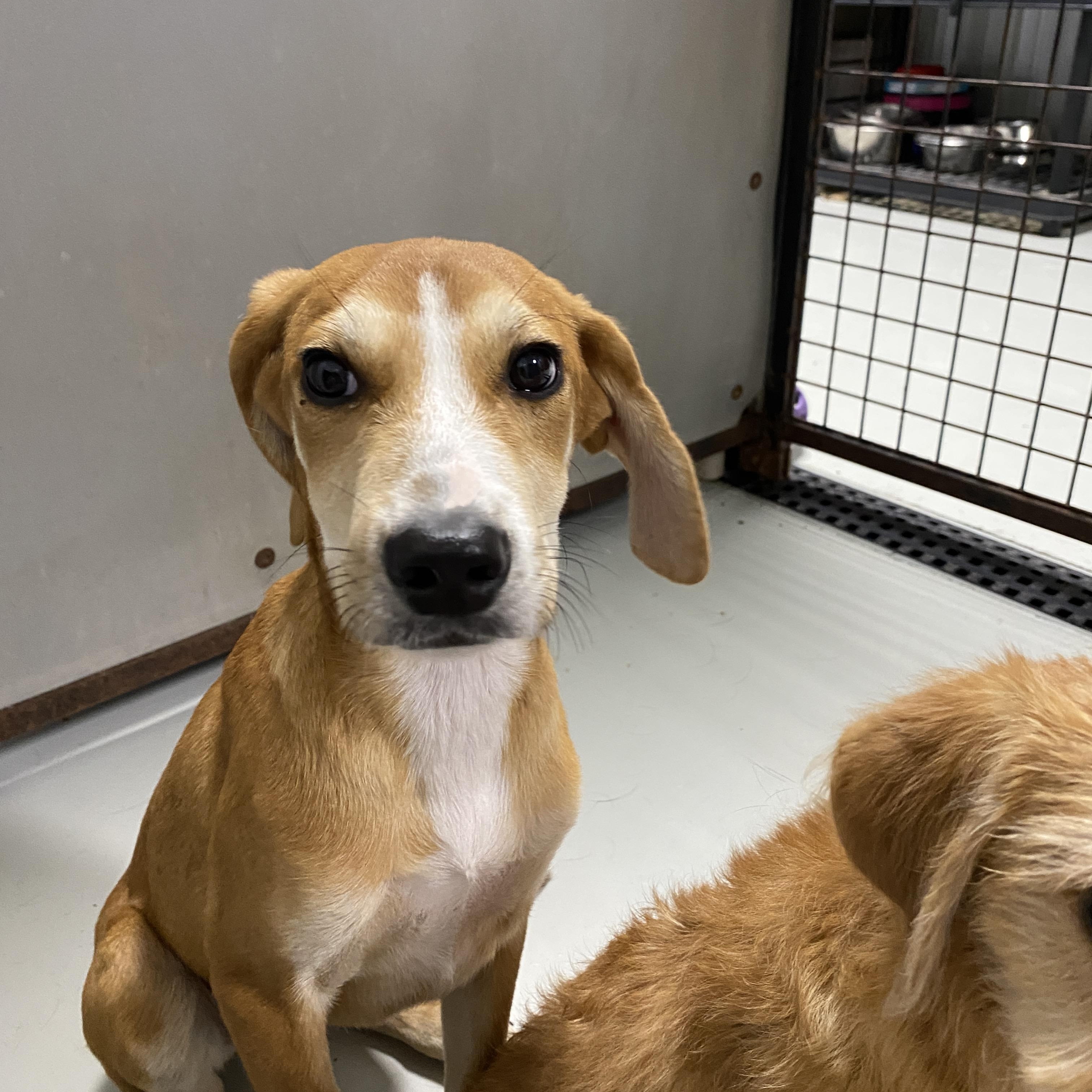 Tillie, a ADOPTABLE mixed breed in Stormville, NY image 5/6