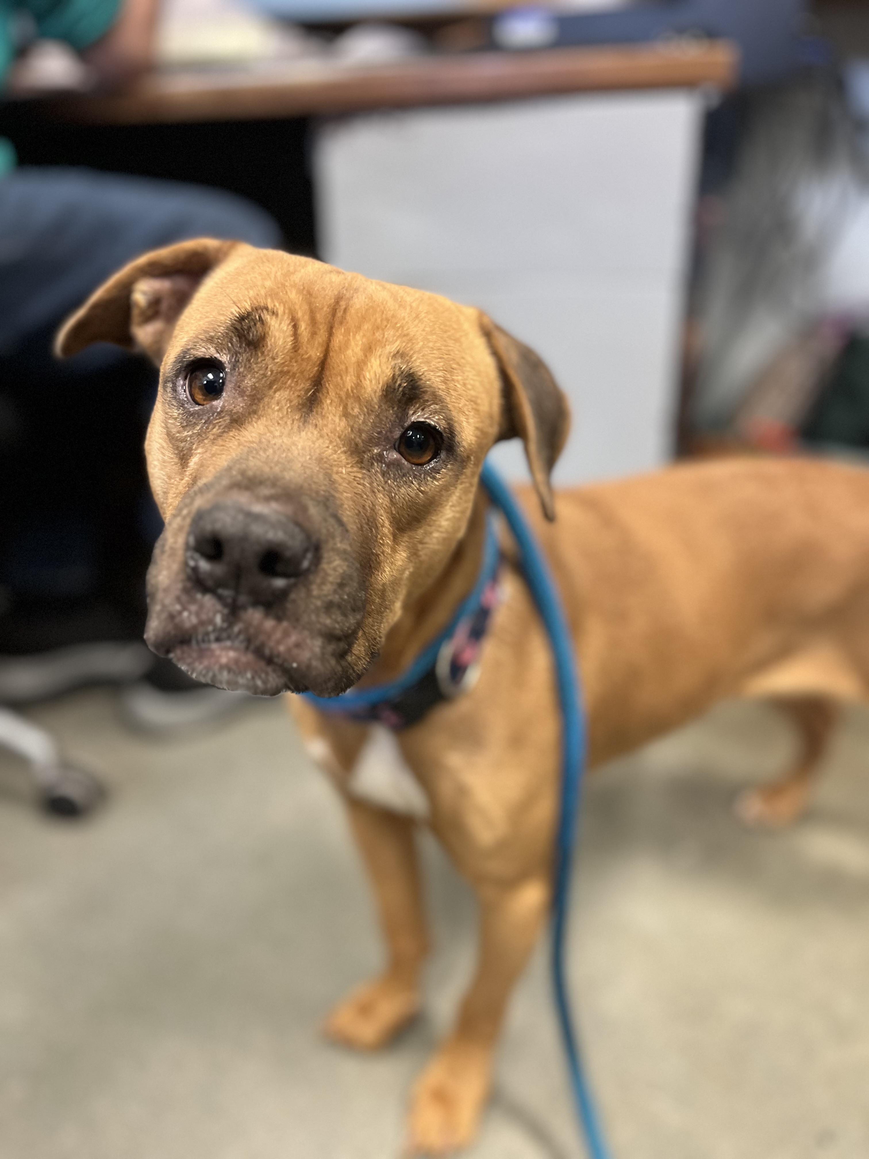 Enlarge Erica , a ADOPTABLE mixed breed in Buffalo, NY image 1/6