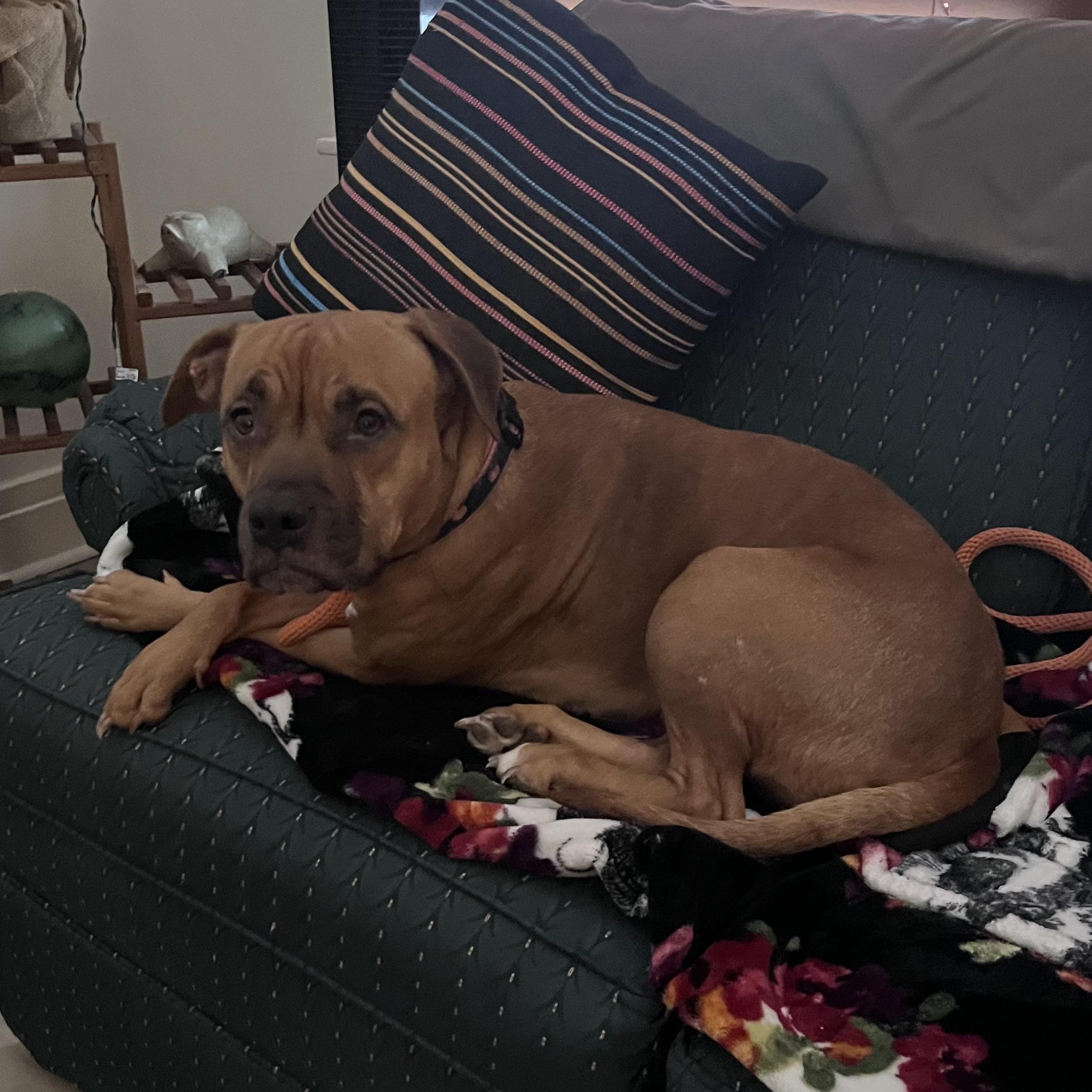 Enlarge Erica , a ADOPTABLE mixed breed in Buffalo, NY image 3/6