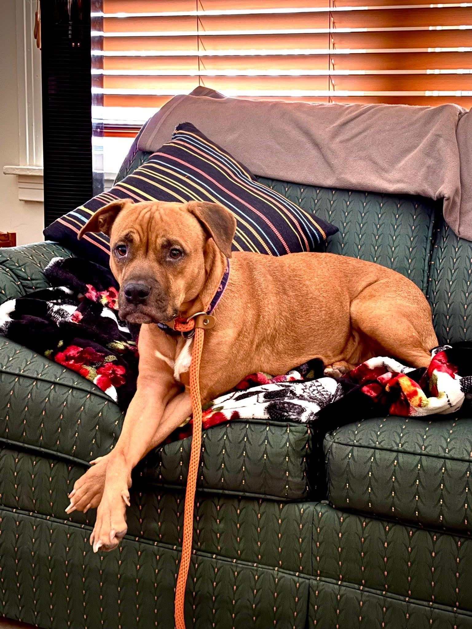 Enlarge Erica , a ADOPTABLE mixed breed in Buffalo, NY image 2/6