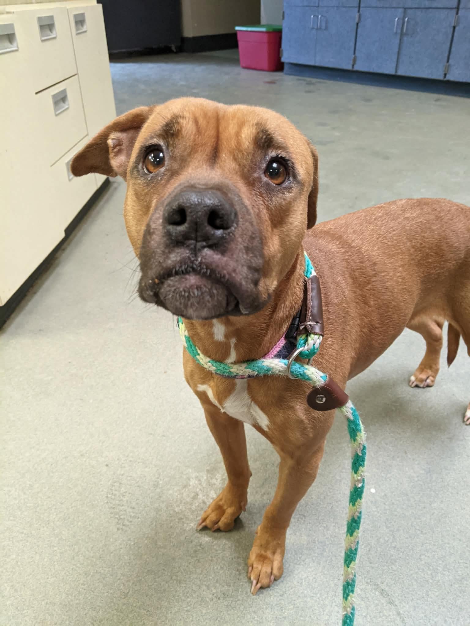 Enlarge Erica , a ADOPTABLE mixed breed in Buffalo, NY image 5/6