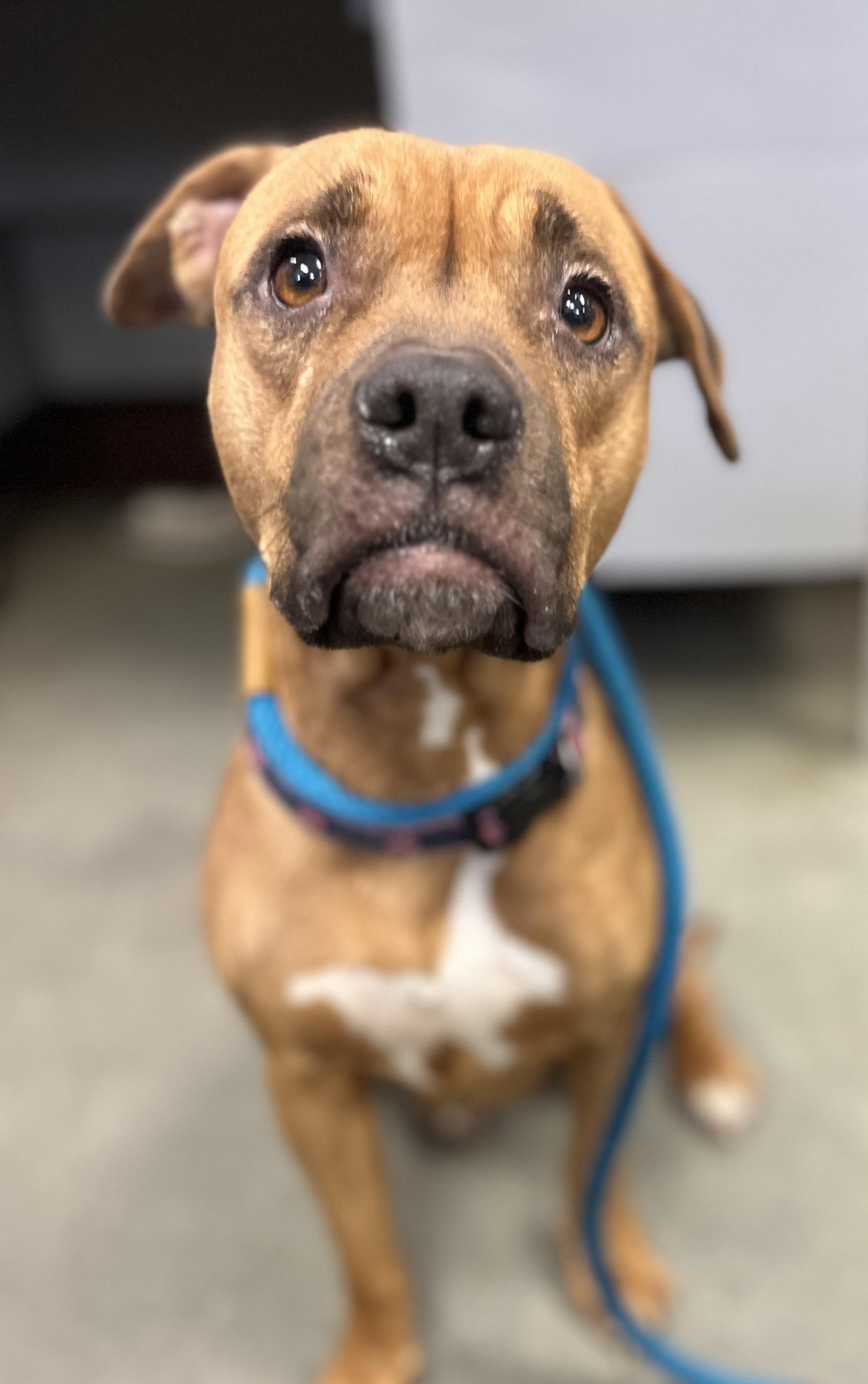 Enlarge Erica , a ADOPTABLE mixed breed in Buffalo, NY image 4/6