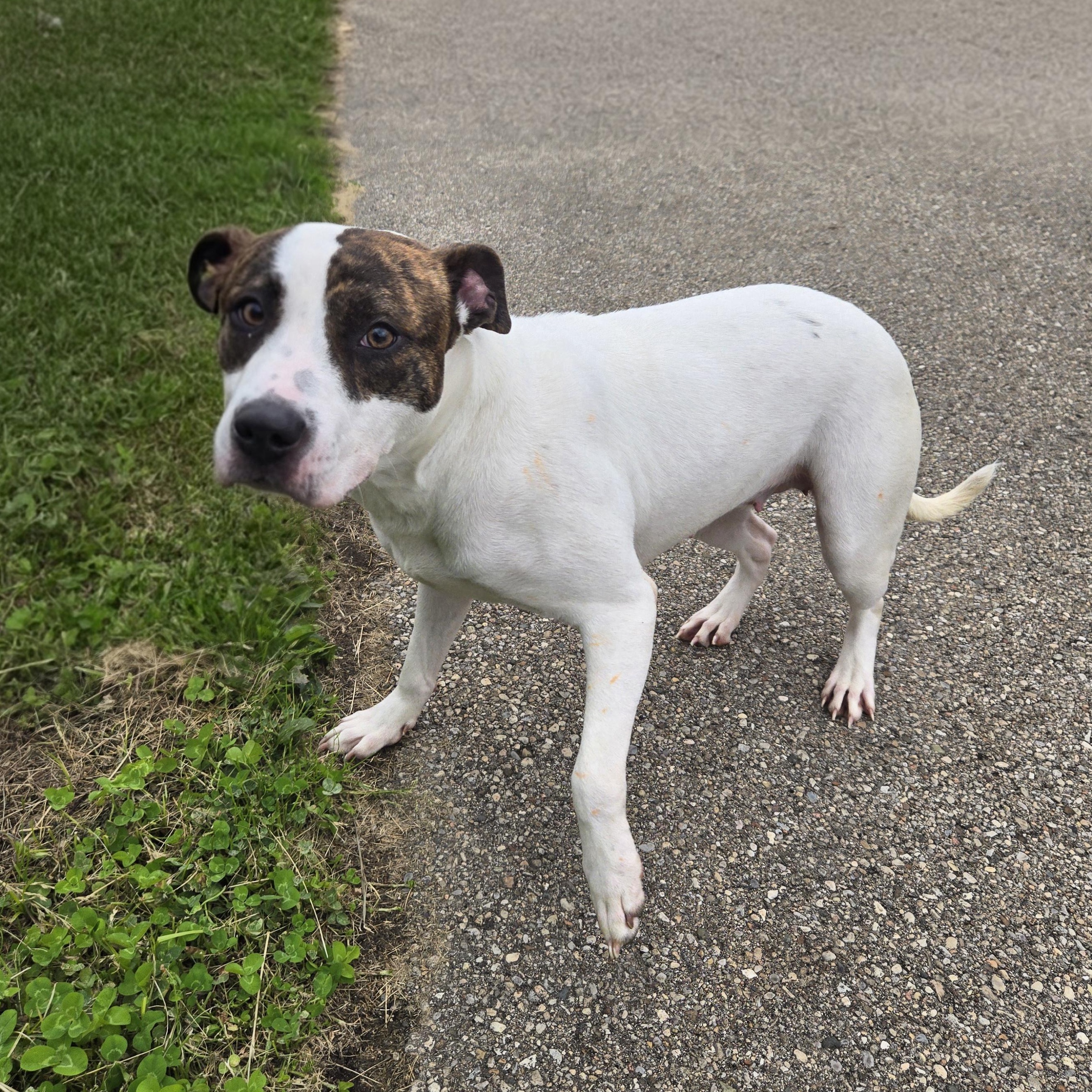 Enlarge Flower , a ADOPTABLE Pit Bull Terrier in Xenia , OH image 3/6