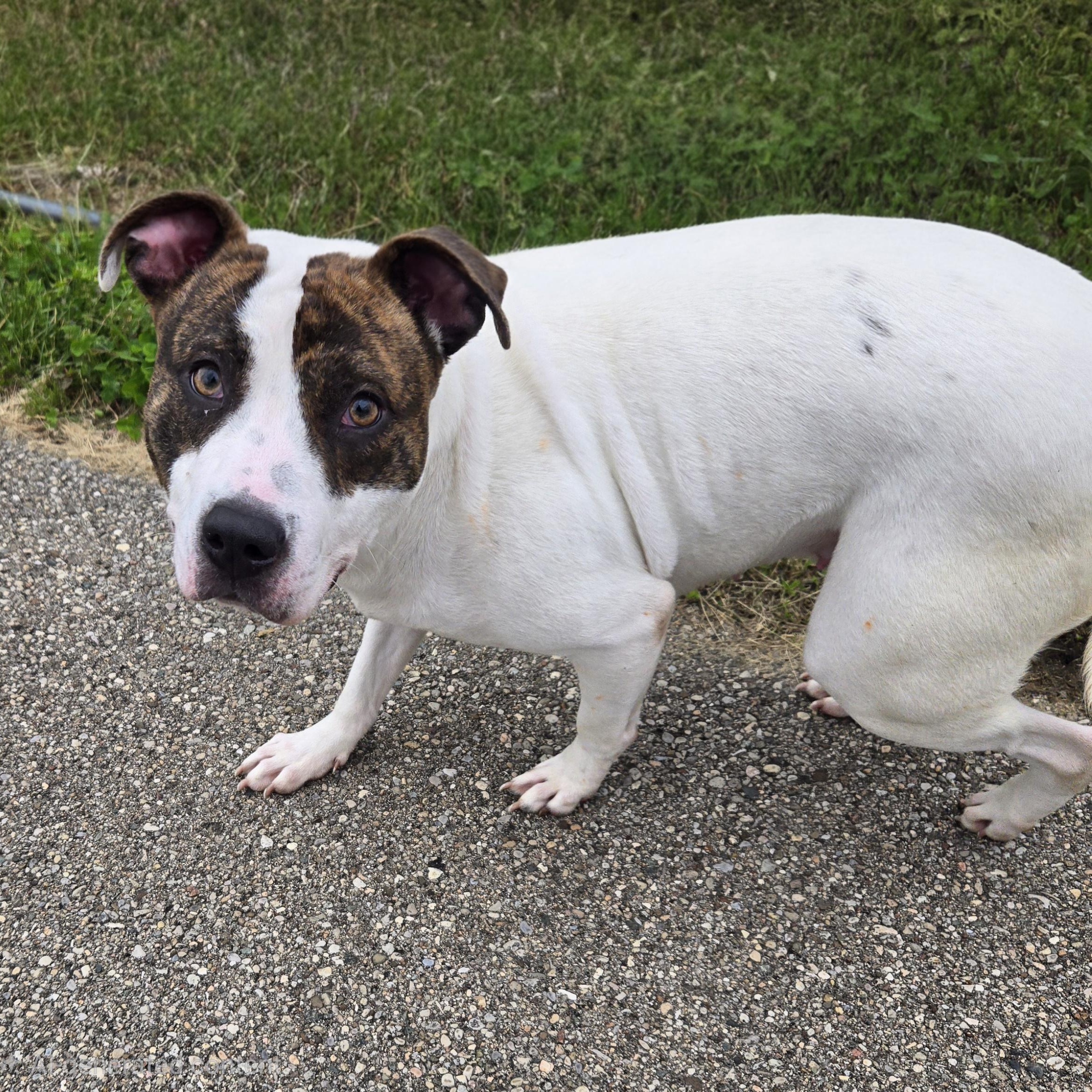 Enlarge Flower , a ADOPTABLE Pit Bull Terrier in Xenia , OH image 6/6
