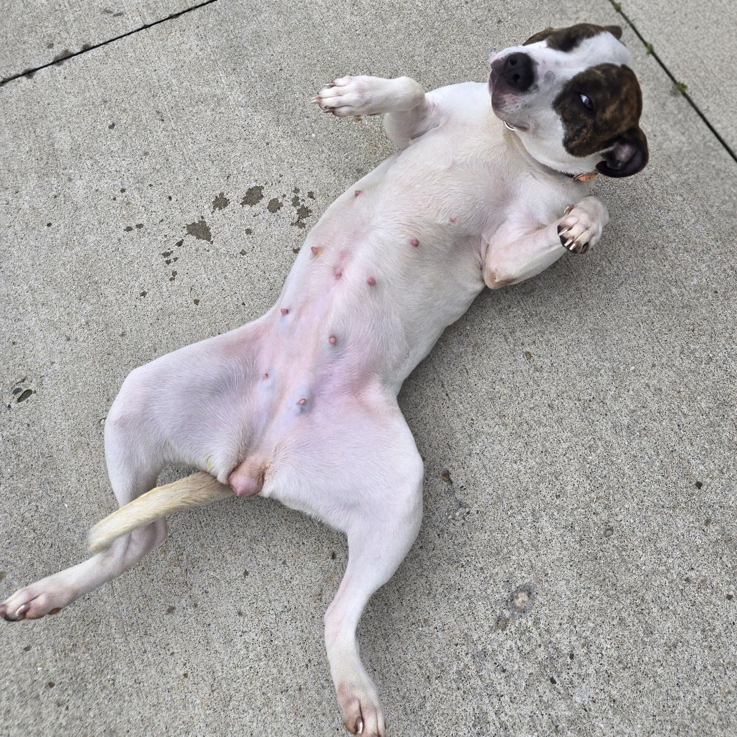 Enlarge Flower , a ADOPTABLE Pit Bull Terrier in Xenia , OH image 2/6