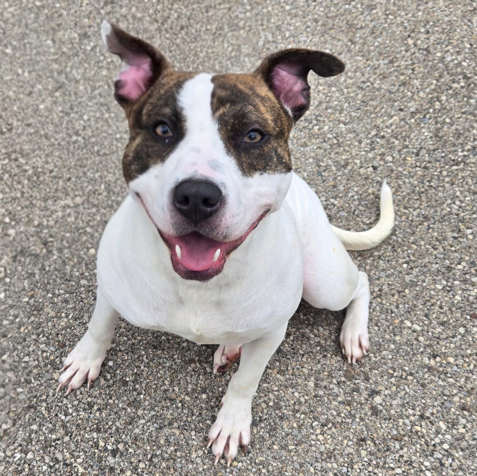 Enlarge Flower , a ADOPTABLE Pit Bull Terrier in Xenia , OH image 1/6