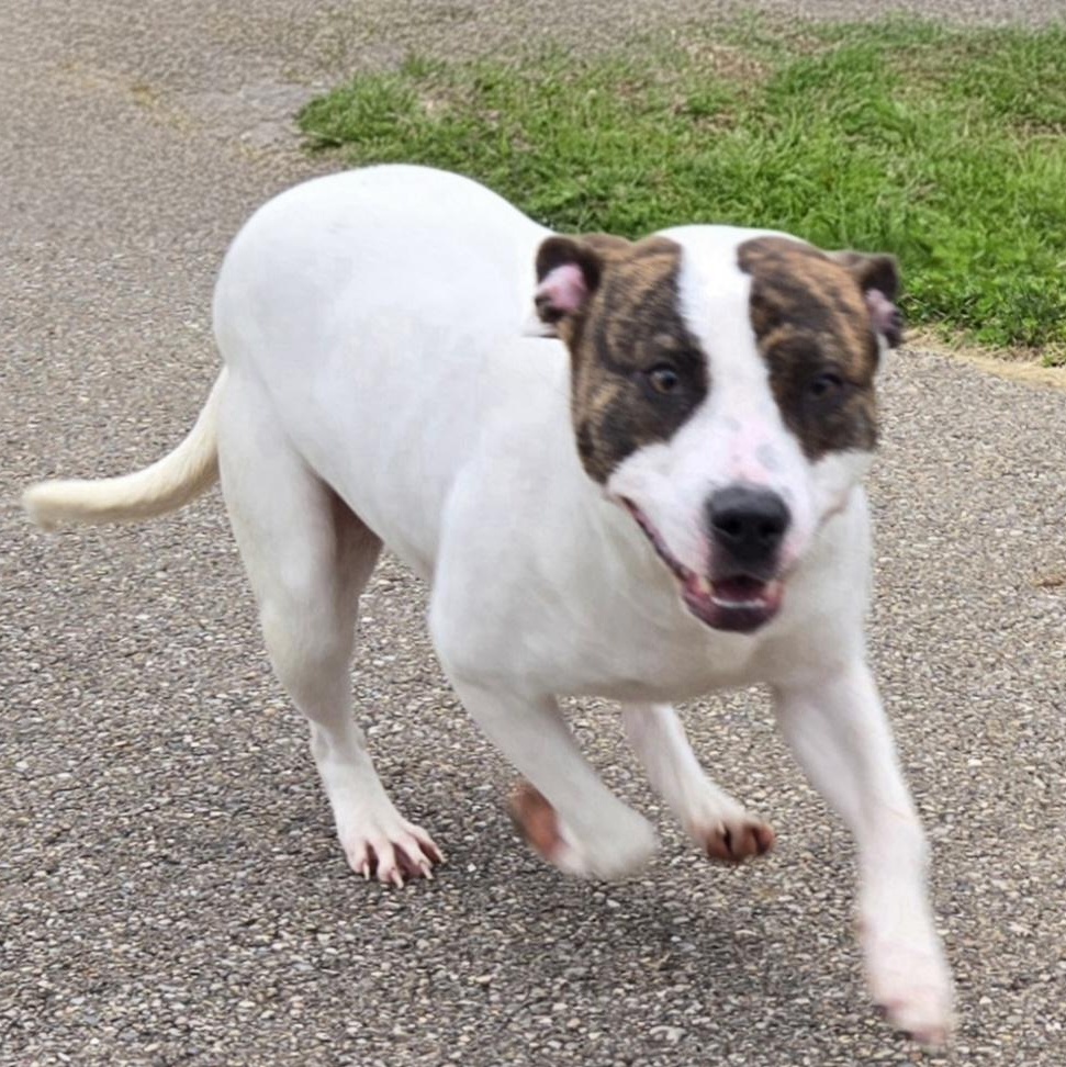 Enlarge Flower , a ADOPTABLE Pit Bull Terrier in Xenia , OH image 4/6