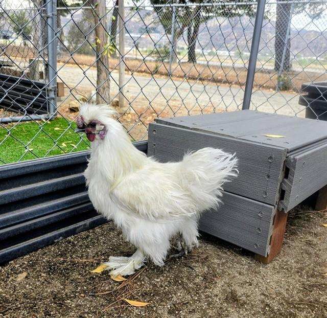 MARSHMALLOW, Adoptable, Young Male Chicken.