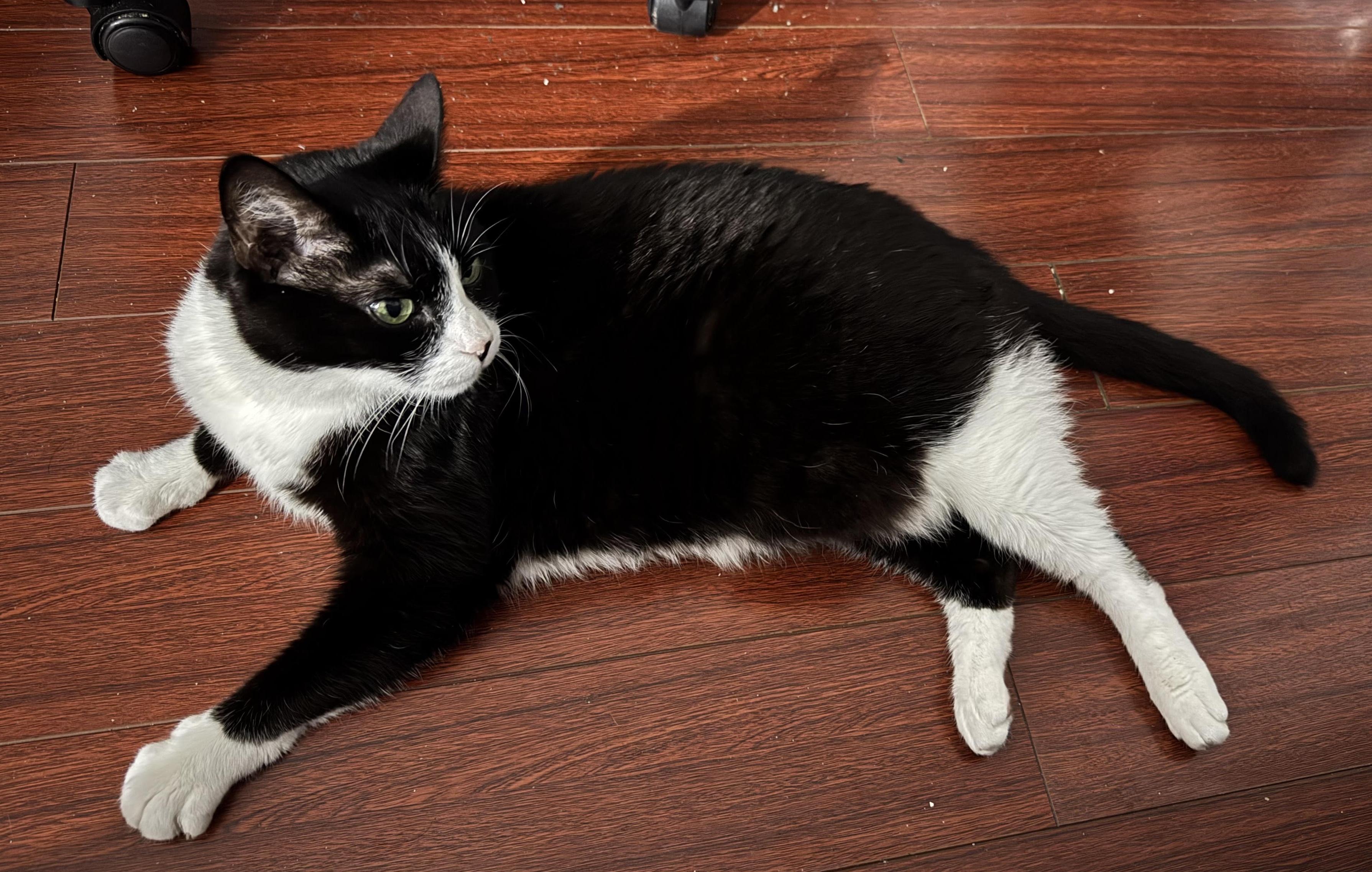 Sylvester, a Adoptable Domestic Short Hair in Sherman Oaks, CA image 2/4