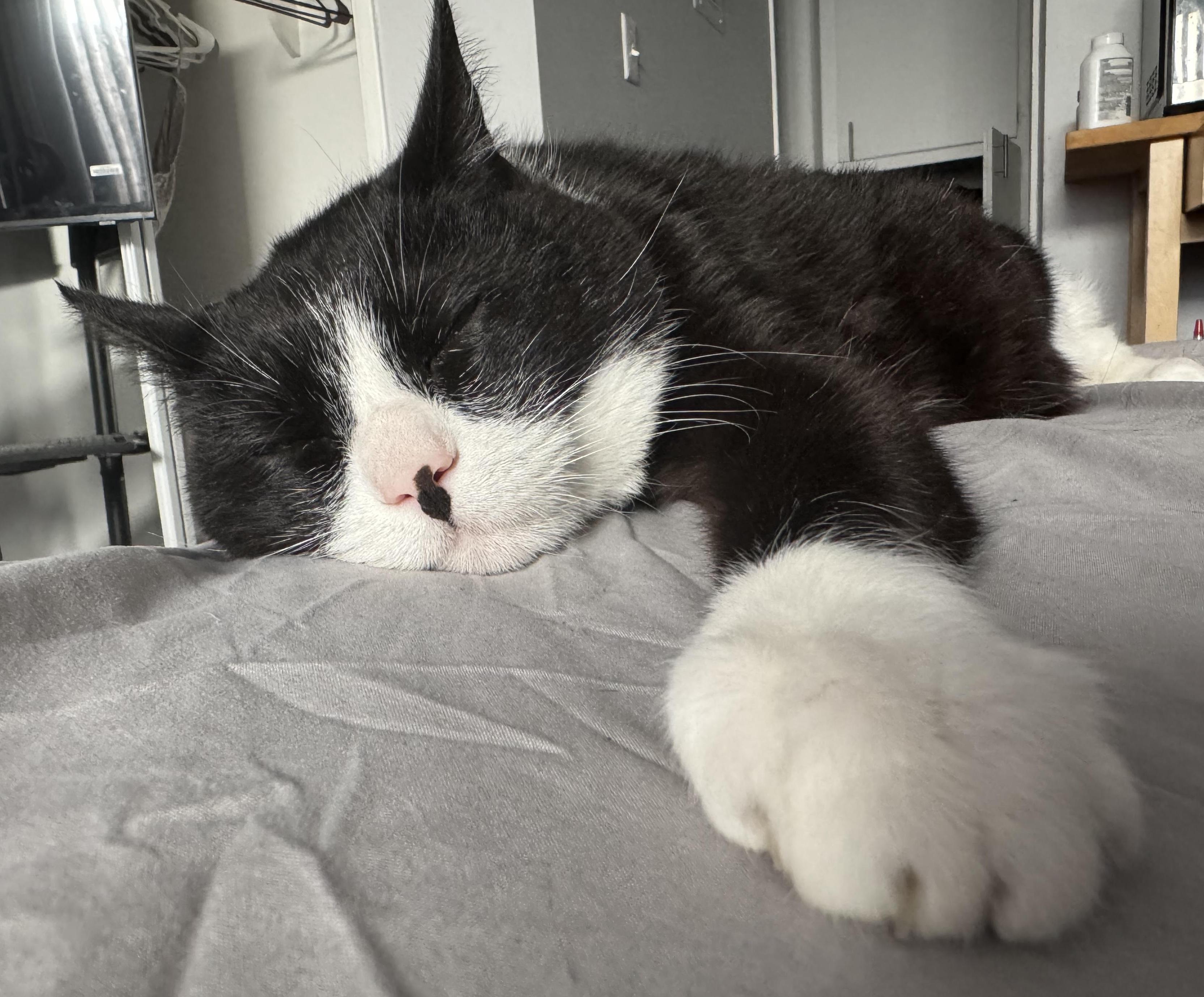 Sylvester, a Adoptable Domestic Short Hair in Sherman Oaks, CA image 3/4