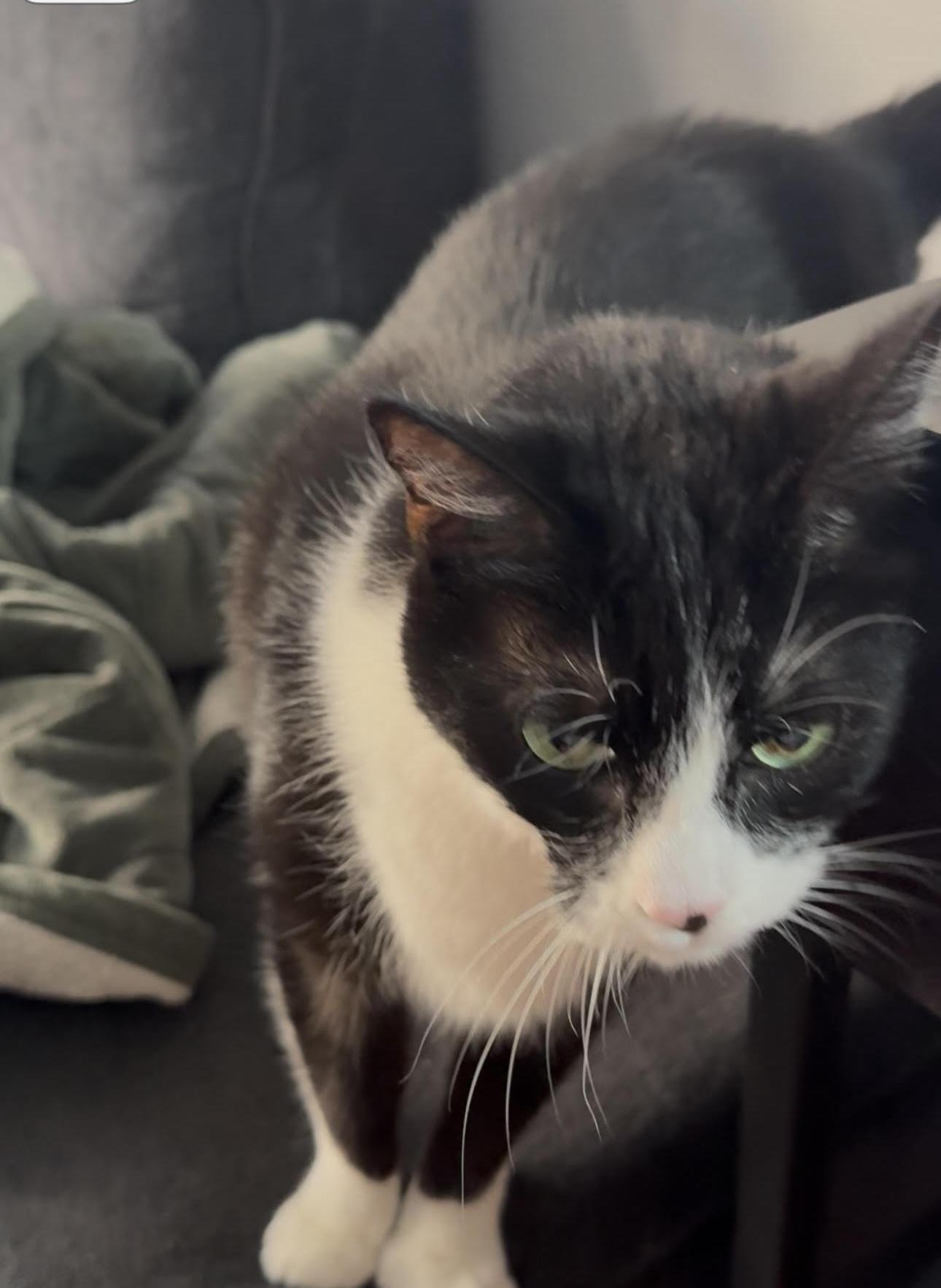 Sylvester, a Adoptable Domestic Short Hair in Sherman Oaks, CA image 4/4