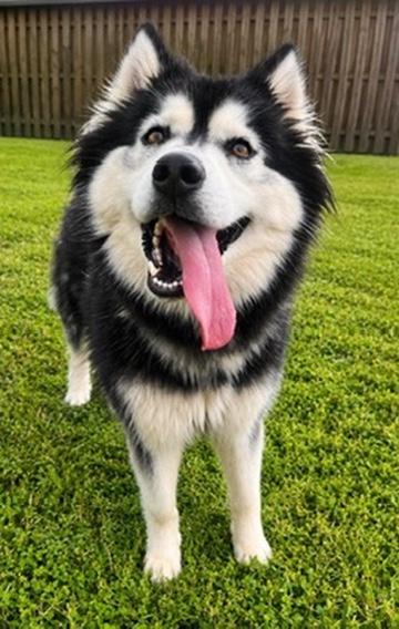 Enlarge Ruby, a Adoptable Husky in Covington, LA image 1/3