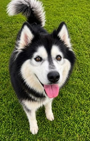 Enlarge Ruby, a Adoptable Husky in Covington, LA image 2/3