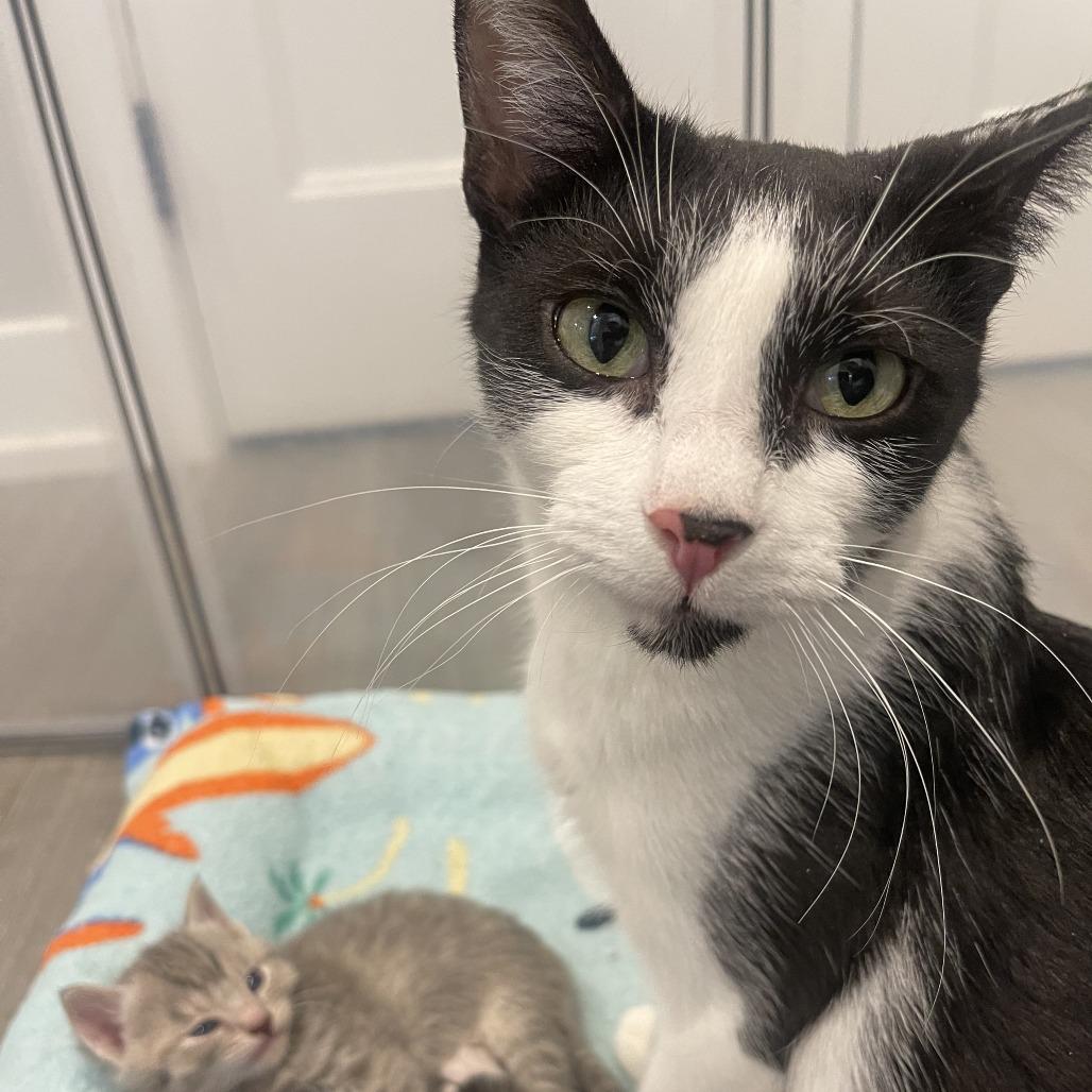 Birdie Boo — thumbnail 2