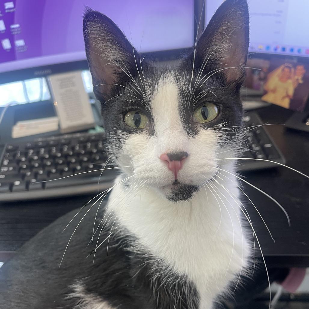 Birdie Boo — thumbnail 3