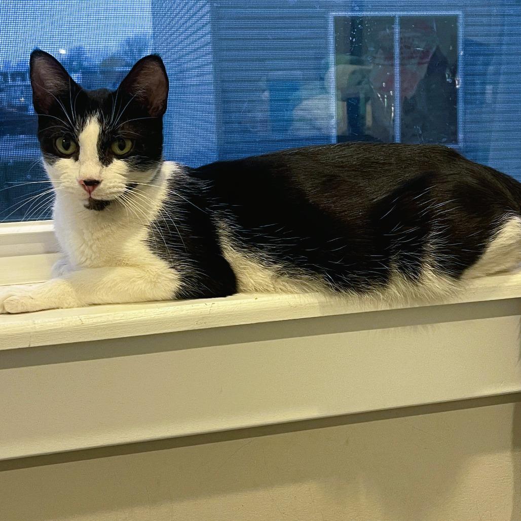 Birdie Boo — thumbnail 4