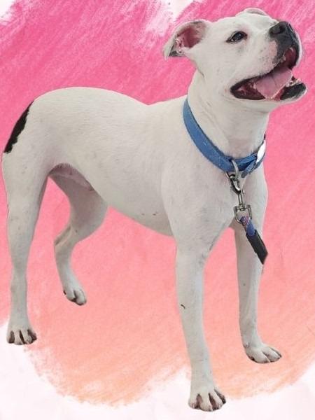 Enlarge Token (Bingo), a Adoptable mixed breed in Angola, IN image 1/2