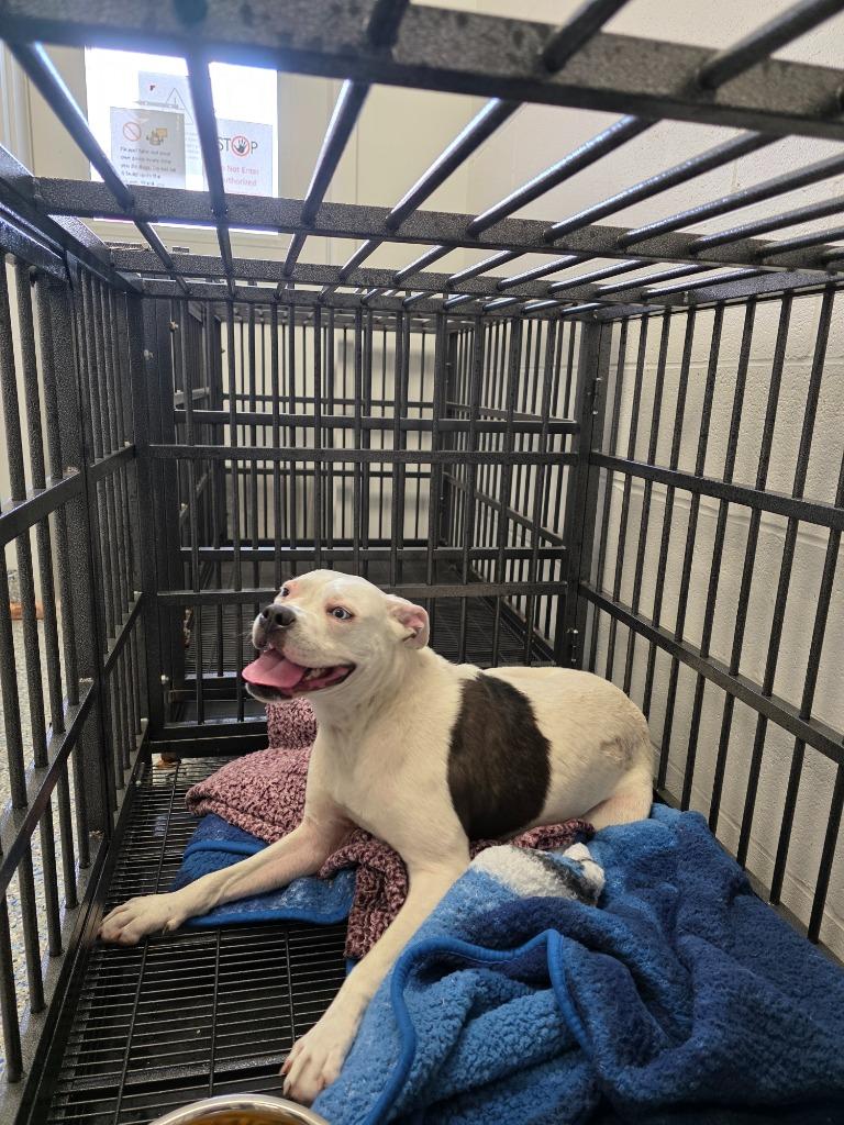 Token (Bingo), Adoptable, Adult Male Mixed Breed & Boxer.