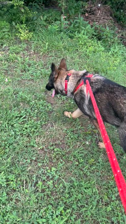 Enlarge Nova, an adoptable German Shepherd Dog in Chesterfield, MO video 4/4