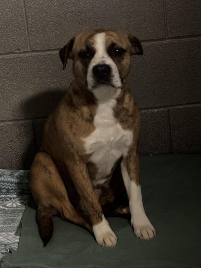 Bella, Adopted, Adult Female Boxer.