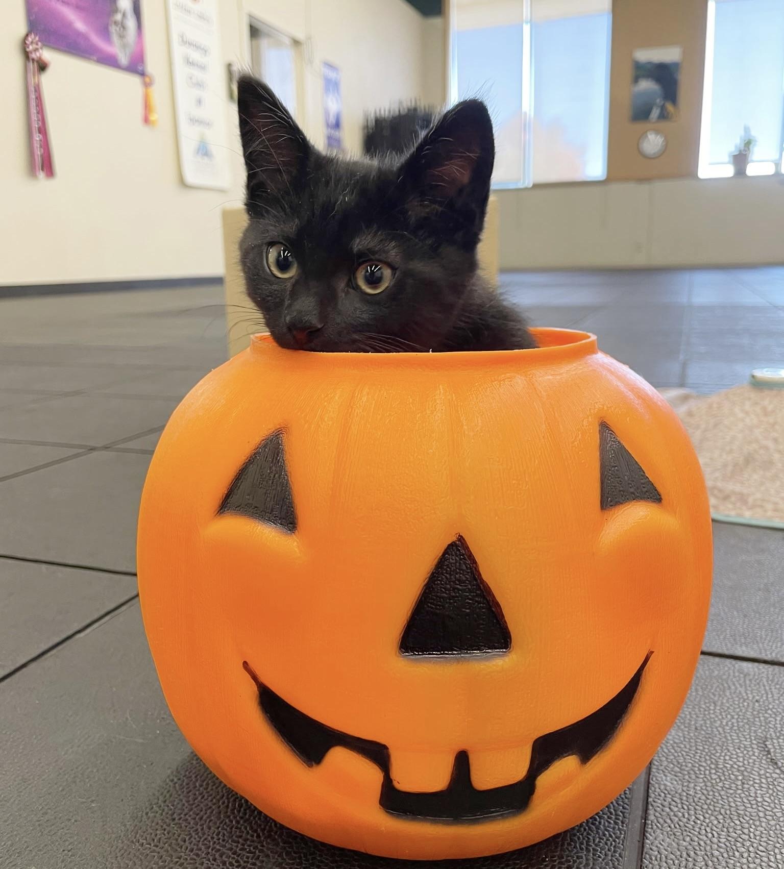 Enlarge Rye, a Adopted Domestic Medium Hair in Durango, CO image 3/3